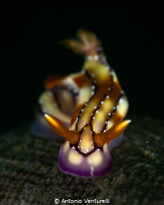 Hypselodoris krakatoa_March 2025
(CanonRF100,1/200,f18,i... by Antonio Venturelli 